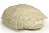 Inflated Fossil Tortoise (Stylemys) - South Dakota #316910-2